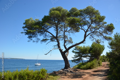 France, côte d'azur, baie de Cannes, île sainte Marguerite, sentier du littoral sur cette magnifique île en méditerranée, avec en toile de fonds le cap d'Antibes. photo