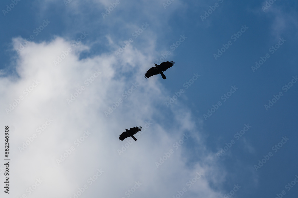 Couple of black raven or crow are flying on the blue sky. Anima wildlife photo. Couple of black raven or crow are flying on the blue sky. Anima wildlife photo.