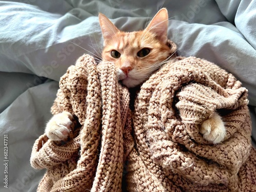 Cute serious ginger kitten in a warm knitted sweater lying on the bed