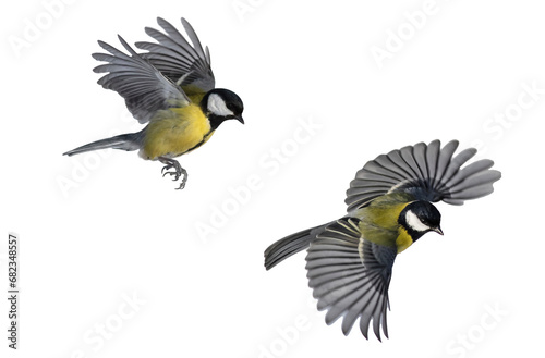 two tit birds fluttering feathers and wings on a white isolated park