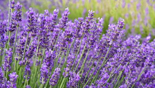 purple lavender flowers field natural background close up