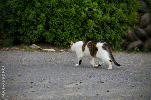 のんびり過ごしている可愛い野良の地域猫