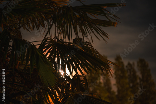 Fototapeta Naklejka Na Ścianę i Meble -  lever de lune et palmier la nuit