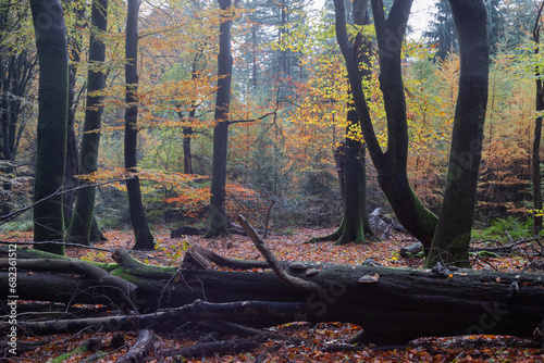 Colored autumn leaves in the old forest. photo