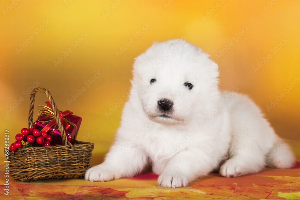 White fluffy Samoyed puppy dog with small basket of autumn rowan berries White fluffy Samoyed puppy dog with small basket of autumn rowan berries