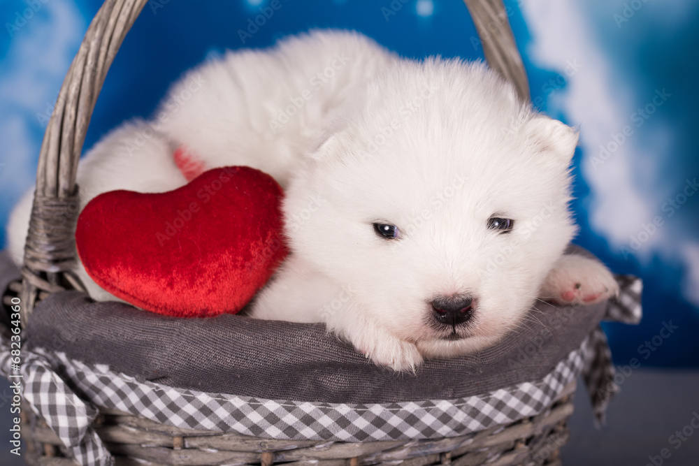 Two White fluffy small Samoyed puppies dogs are on blue background Two White fluffy small Samoyed puppies dogs are on blue background