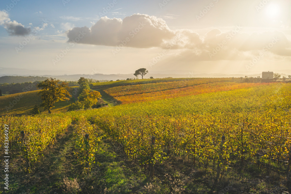 Fototapeta premium Stone pine and vineyards, autumn landscape in Chianti region at sunset. Castelnuovo Berardenga, Tuscany, Italy