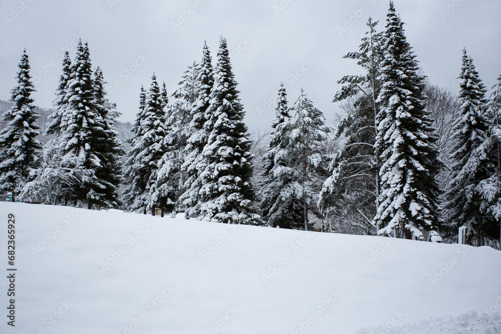 Amazing views on magical snowy fir trees on mountain covered with fresh snow. winter vacation.
