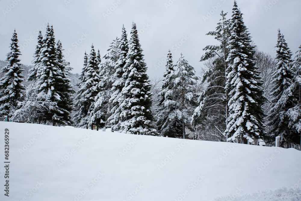 Amazing views on magical snowy fir trees on mountain covered with fresh snow. winter vacation. Amazing views on magical snowy fir trees on mountain covered with fresh snow. winter vacation.