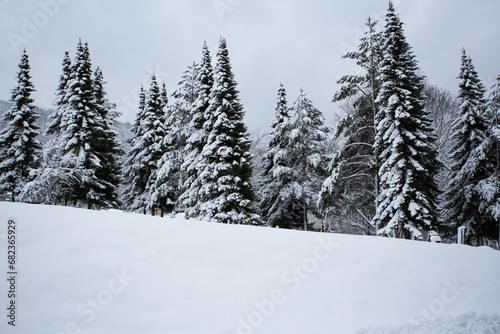 Amazing views on magical snowy fir trees on mountain covered with fresh snow. winter vacation. © Kovac Mario