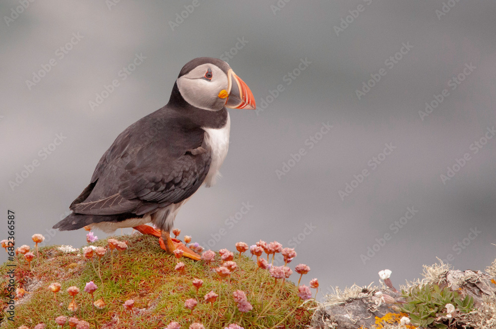 Fototapeta premium Puffins