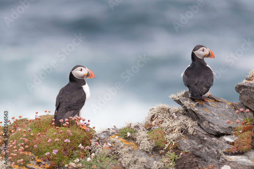 Puffins