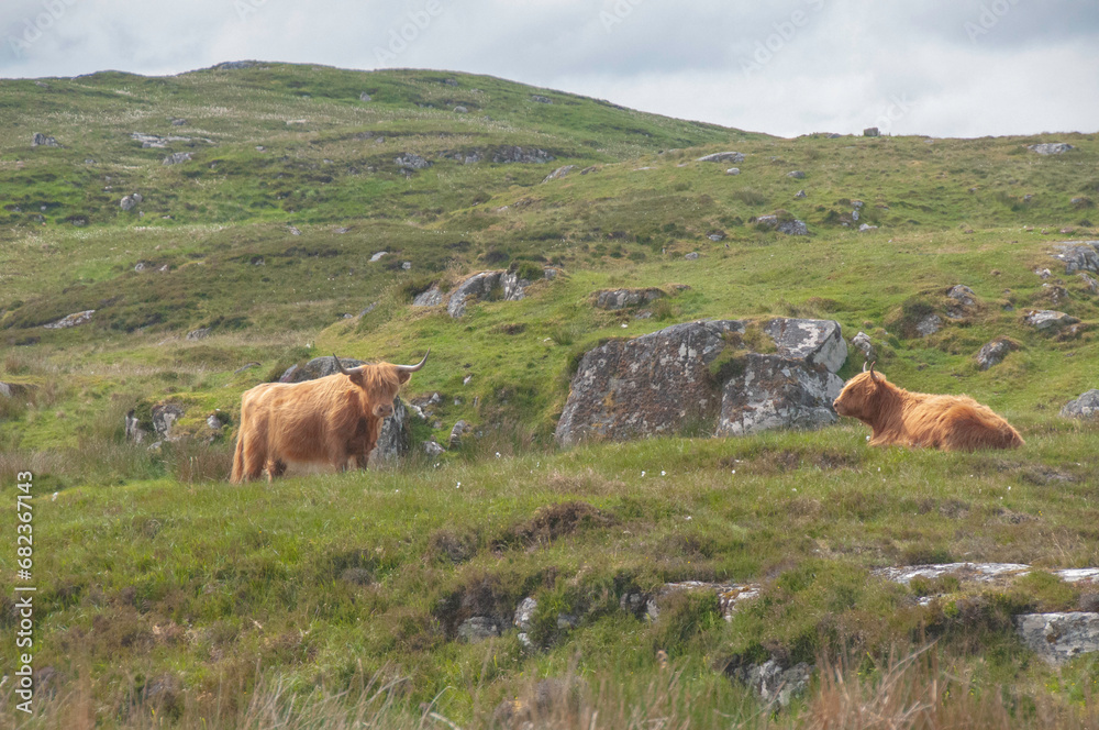 Highland cows