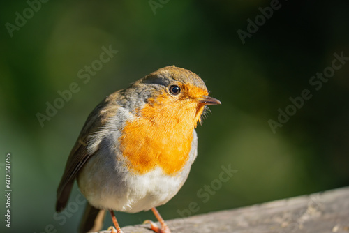 Robin bird close up with focus on the eye © 23_stockphotography