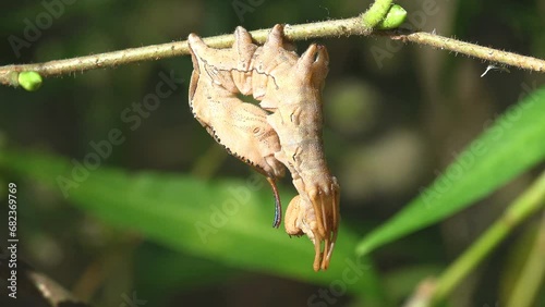 Lobster moth (Stauropus fagi), lobster prominent, moth family Notodontidae, crustacean-like appearance of caterpillar. Macro view insect in wildlife nature photo