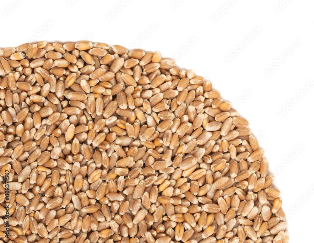 Grains of brown wheat isolated on white background. close up wheat seeds texture Grains of brown wheat isolated on white background. close up wheat seeds texture