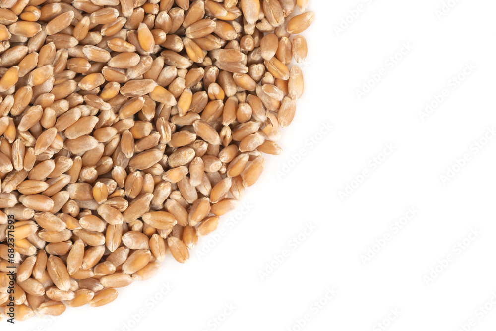 Grains of brown wheat isolated on white background. close up wheat seeds texture Grains of brown wheat isolated on white background. close up wheat seeds texture