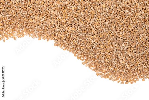 Grains of brown wheat isolated on white background. close up wheat seeds texture