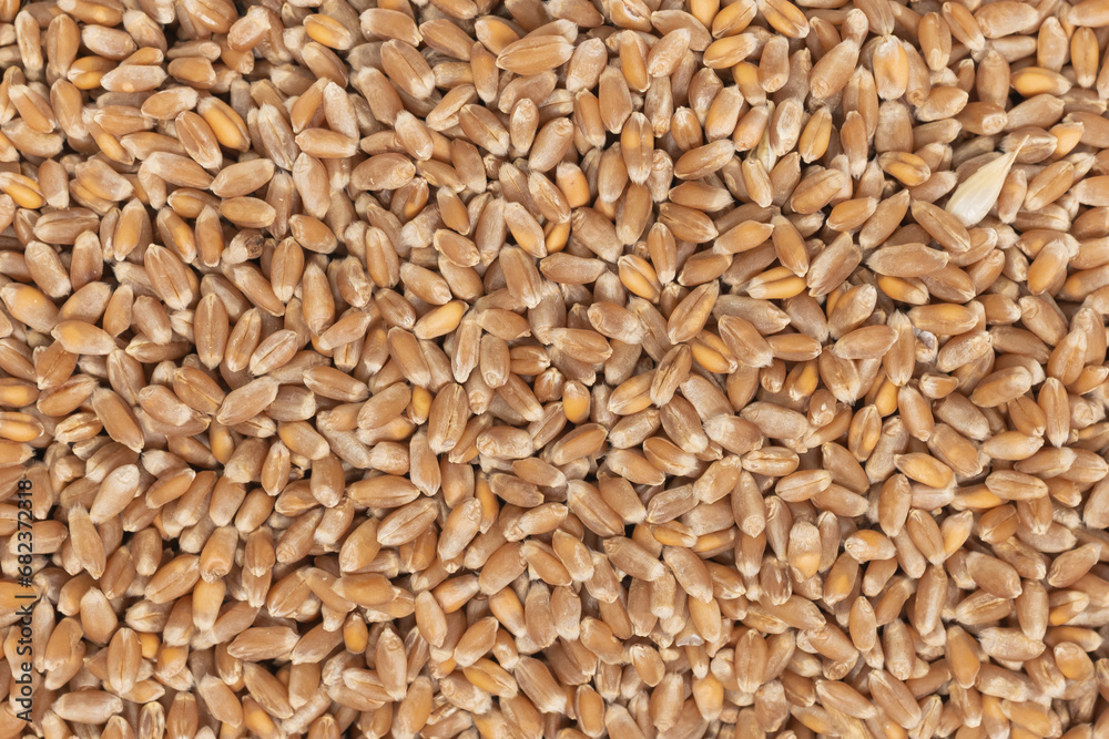 Whole background of grains of brown wheat. close up wheat seeds texture Whole background of grains of brown wheat. close up wheat seeds texture