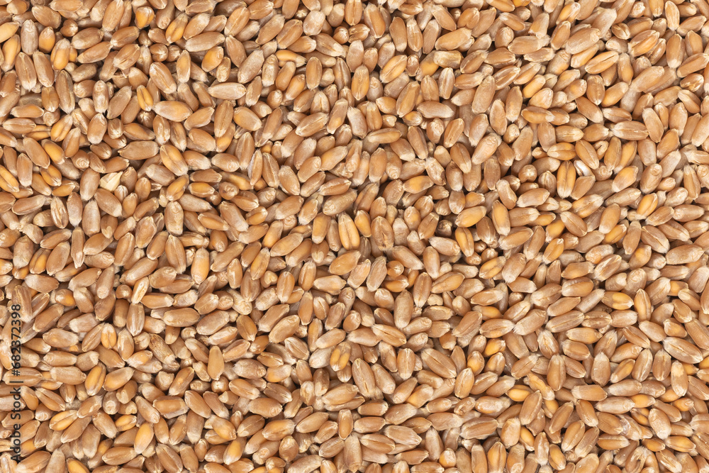 Whole background of grains of brown wheat. close up wheat seeds texture Whole background of grains of brown wheat. close up wheat seeds texture