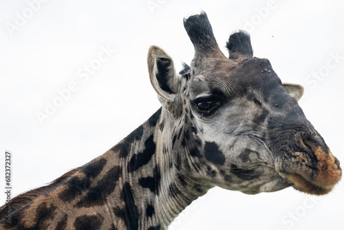 Fototapeta Naklejka Na Ścianę i Meble -  Giraffe close up of face - Serengeti National Park