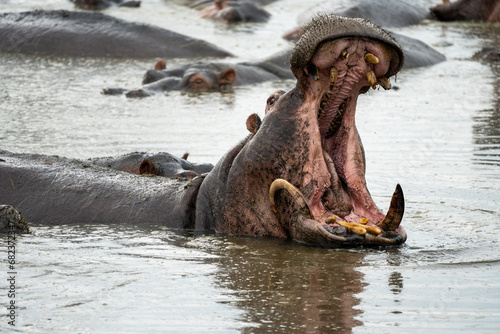 Hippo swims in the water, mouth open to reveal giant teeth. Serengeti National Park Tanzania