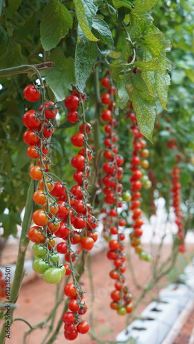 Planta de tomate cherrie rojos en un invernadero de Almería photo