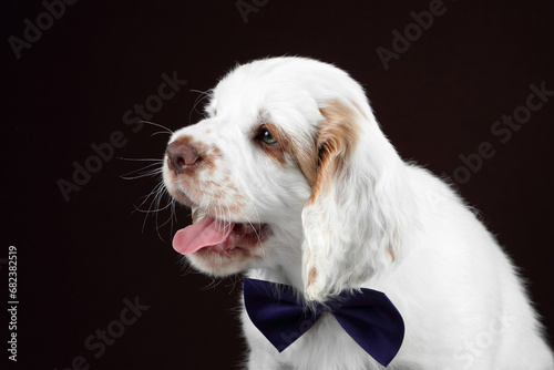 Cute funny Clumber Spaniel puppy photo