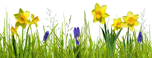 abstract spring meadow with easter flowers daffodils and blue grape hyacinth isolated on transparent background, texture template overlay decoration for springtime