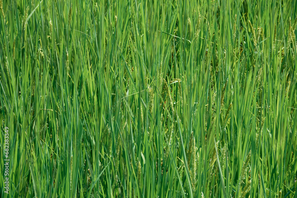 background of vibrant green paddy fields with healthy growing plants. Shot taken in West Bengal, which is largest rice producing state in India, which itself is world's largest exporter of rice. background of vibrant green paddy fields with healthy growing plants. Shot taken in West Bengal, which is largest rice producing state in India, which itself is world's largest exporter of rice.