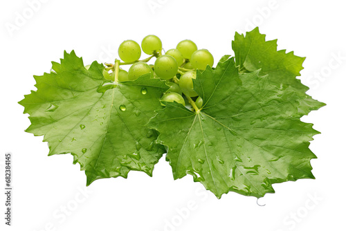Green Grape Leaves With Droplets Of Water On Transparent Background