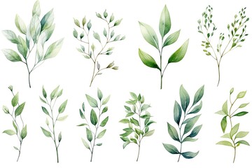 Watercolor set of eucalyptus branches and leaves, Watercolor floral illustration set - green leaf branches collection, AI Generated