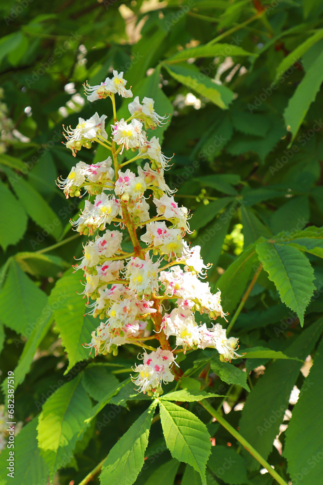 Branch of white chestnut in sunny day Branch of white chestnut in sunny day