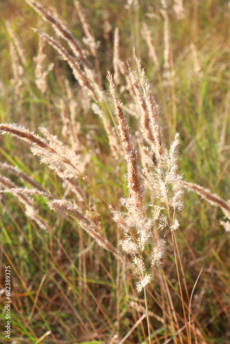 Close up view of Calamagrostis epigejos © Lindasky76