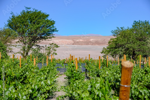 Photos Vinícola localizado no deserto