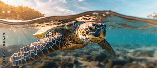 a turtle is swimming in the clear sea