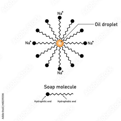 Cleansing action of soap diagram. Soap molecule and oil droplet. Scientific resources for teachers and students. Vector illustration.