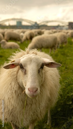 Close up portrait of a sheep.Sheep graze in a clearing with a background of the Cologne bridge. High quality photo