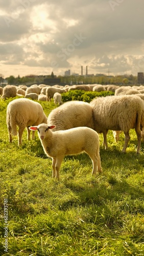 Close up portrait of a baby sheep.Sheep graze in a clearing with a background of the Cologne bridge. High quality photo