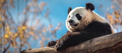cute panda is in the forest photo