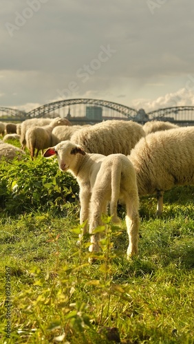 Close up portrait of lamb a baby sheep.Sheep graze in a clearing with a background of the Cologne bridge. High quality photo