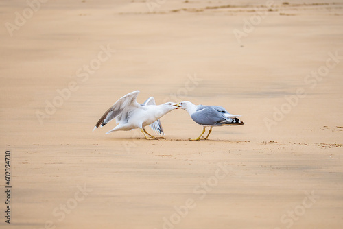 A pair of seagulls arguing