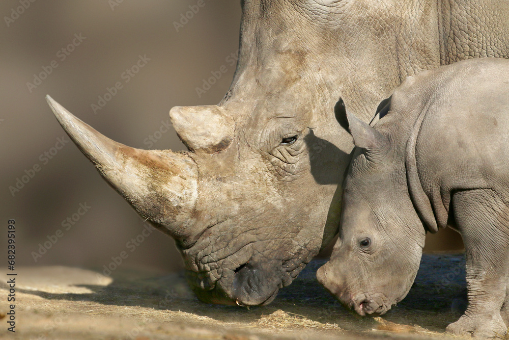 Fototapeta premium Breitmaulnashorn (Ceratotherium simum) Muttertier mit Jungem, Ostafrika 