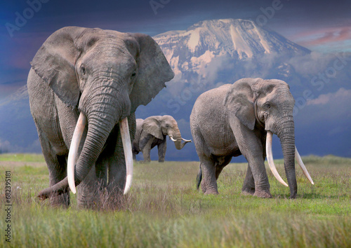 Afrikanische Elefant (Loxodonta africana) drei Bullen vor Kilimandscharo, Tansania, Ostafrika photo