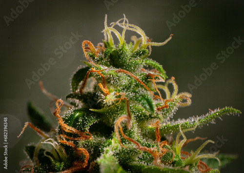 cannabis plants in vegetative stage