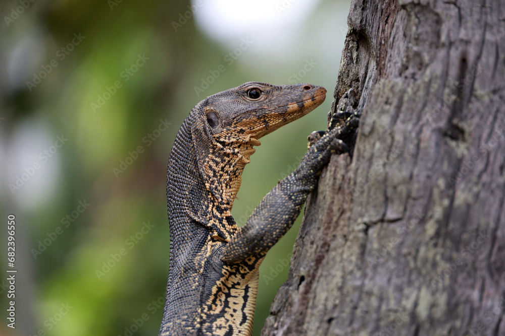 Fototapeta premium Portrait of a striped monitor lizard or water monitor (Varanus salvator) on a palm tree trunk
