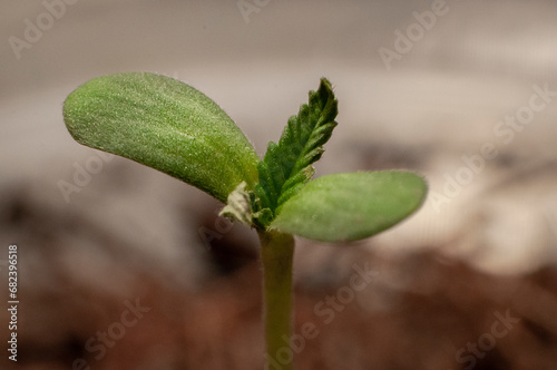 cannabis plants in vegetative stage