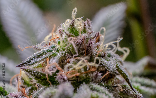 cannabis plants in vegetative stage