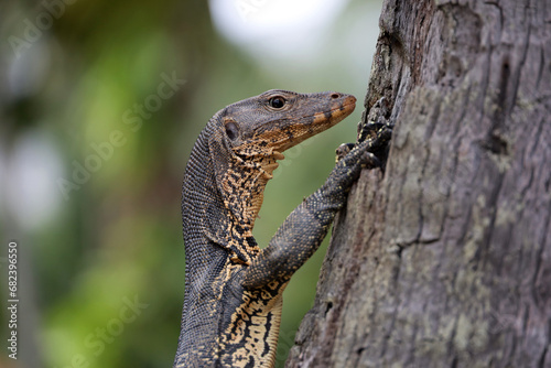 Portrait of a striped monitor lizard or water monitor (Varanus salvator) on a palm tree trunk