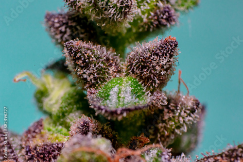 cannabis plants in vegetative stage